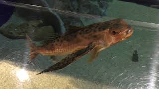 セミホウボウ (九十九島水族館 海きらら) 2019年4月22日
