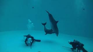 バンドウイルカ (名古屋港水族館) 2021年7月23日