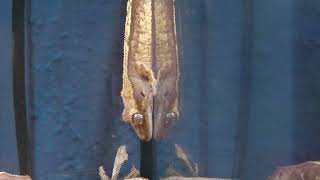 Crested gecko (DMM Kariyushi Aquarium, Okinawa, Japan) July 29, 2023