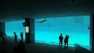 アンダーウォータービュー (名古屋港水族館) 2021年7月23日