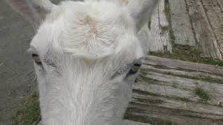 Goat (Wakkanai City Animal Freai Land, Hokkaido, Japan) June 23, 2019