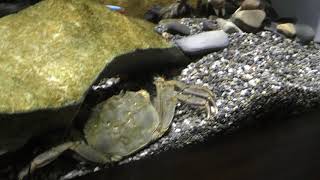 モクズガニ (エビとカニの水族館) 2018年12月26日