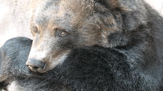 ヒグマ の『ゴロー』と『ピリカ』 (浜松市動物園) 2021年7月25日