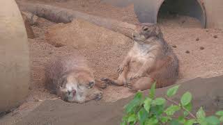 Black-tailed prairie dog (Oji Zoo, Hyogo, Japan) October 14, 2021