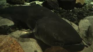 giant Lake Biwa catfish (Lake Biwa Museum, Shiga, Japan) October 7, 2021