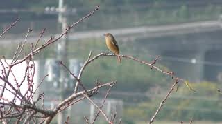 ジョウビタキ (滋賀県蒲生郡竜王町) 2019年10月31日