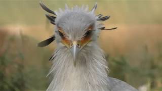 Two Secretary bird (Chiba Zoological Park, Chiba, Japan) October 20, 2018