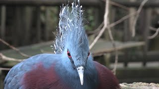 ウォークインバードケージ (よこはま動物園 ズーラシア) 2020年9月16日