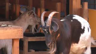 African dwarf goat