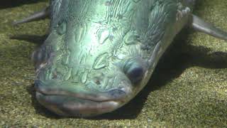 ピラルク (かすみがうら市水族館) 2017年12月2日