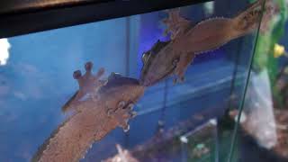 Mossy leaf-tail gecko (DMM Kariyushi Aquarium, Okinawa, Japan) July 29, 2023
