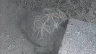 Indian star tortoise (Rakujuen, Shizuoka, Japan) November 24, 2018