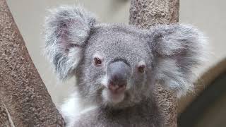 Koala (Oji Zoo, Hyogo, Japan) October 14, 2021