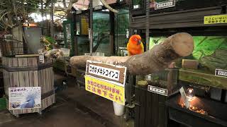 True parrots (Metchaomoroi Zoo, Shiga, Japan) October 7, 2021