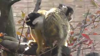 Black-capped Squirrel Monkey (KAMINE ZOO, Ibaraki, Japan) December 4, 2018