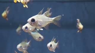 SMART AQUARiUM SHIZUOKA (July 30, 2022)
