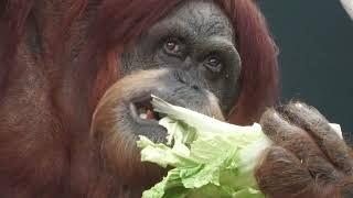Higashiyama Zoo and Botanical Gardens (July 21, 2023)