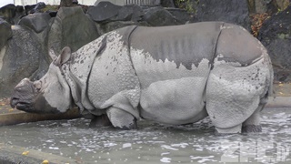 東山動植物園 (2017年11月18日)