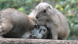 Ueno Zoological Gardens (September 11, 2020)