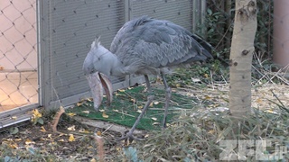 上野動物園 (2017年12月9日)