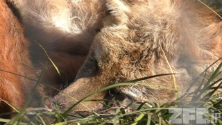 上野動物園 (2018年1月7日)