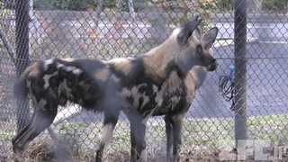 よこはま動物園ズーラシア (2017年11月23日)