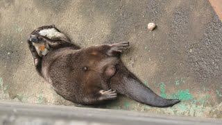 智光山公園こども動物園 (2020年9月19日)