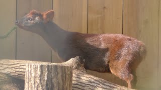 埼玉県こども動物自然公園 (2018年2月3日)