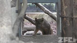 上野動物園 (2018年1月8日)