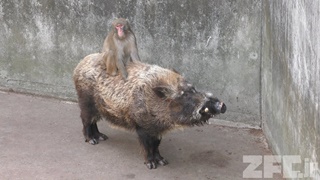 羽村市動物公園 (2018年4月8日)