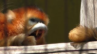 熊本市動植物園 (2019年4月18日)