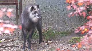 神戸市立森林植物園 (2021年11月20日)