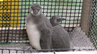 東武動物公園 (2018年3月31日)