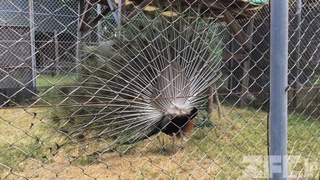 東武動物公園 (2017年6月11日)