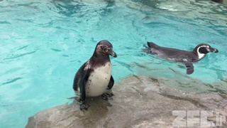 東武動物公園 (2017年8月20日)