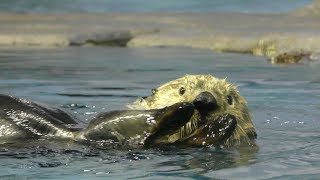 Niigata City Aquarium (MARINEPIA NIHONKAI) (April 8, 2019)