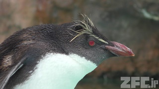 Keikyu Aburatsubo Marine Park (February 25, 2018)