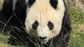 神戸市立王子動物園 (2020年10月15日)