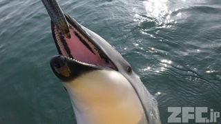 Japan Dolphin Center (March 1, 2019)