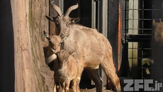 夢見ケ崎動物公園 (2017年12月16日)