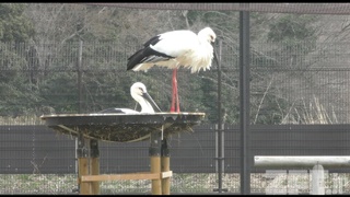 Kounotori (stork) no Sato (March 11, 2018)