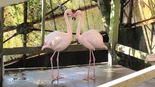 南レクこども動物園 (2019年12月23日)