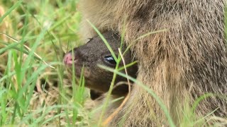 埼玉県こども動物自然公園 (2020年9月15日)