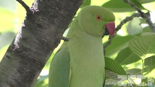 Japanese wild bird