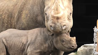 愛媛県立 とべ動物園 (2019年12月25日)