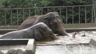 日本平動物園 (2018年8月5日)