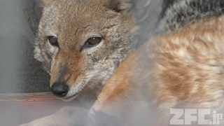 周南市徳山動物園 (2018年5月19日)