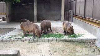 東武動物公園 (2017年7月15日)