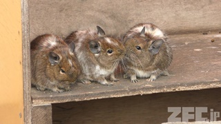 上尾丸山公園 小動物園 (2018年12月9日)