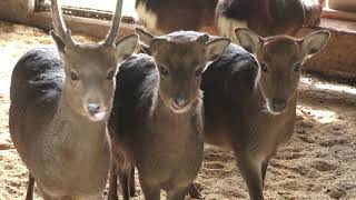 Oishi Dam Lakeside Park Oishi small zoo (April 9, 2019)